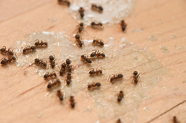 Best Commercial Pest Control Services  in Snyderville, UT